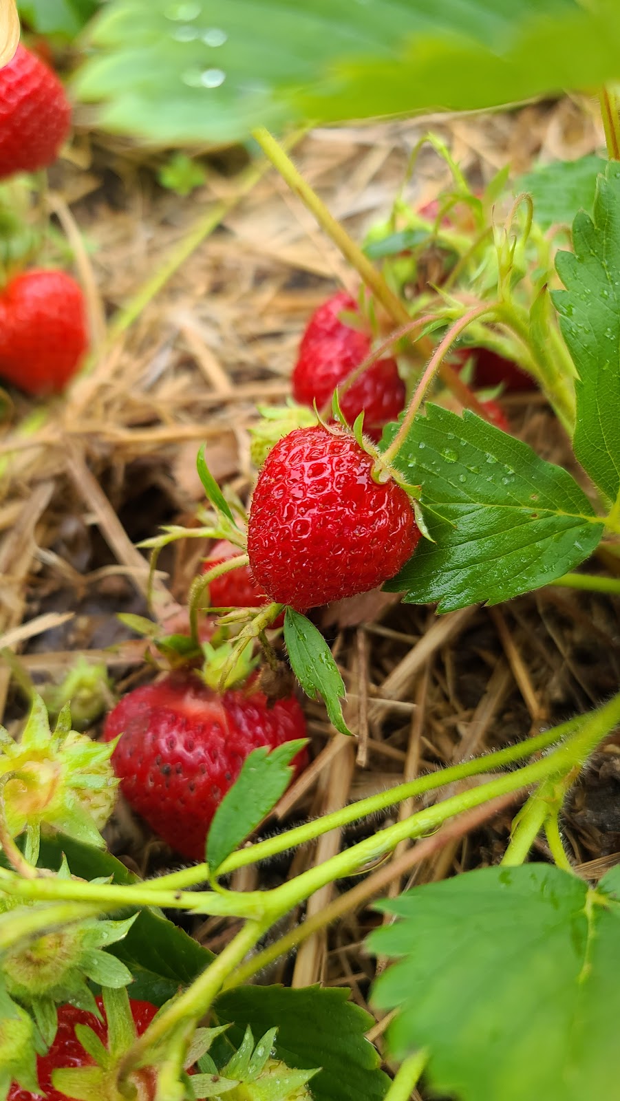 Les Petits Fruits De Pr D En Haut Pr D En Haut St Memramcook