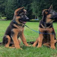 Dei Precision German Shepherds | 1233 Kilbride St, Burlington, ON L7P 0H2, Canada