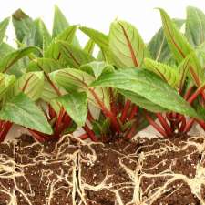 Brite-lite Indoor Garden Centre - 1675 Cyrville Rd 104 Gloucester On K1b 3l7 Canada