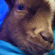 Lizzia's Goat Yoga | 3 Weir Rd, Hamilton, ON L0R 1T0, Canada