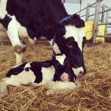 Mistyglen Creamery | 47008 Yorke Line, Belmont, ON N0L 1B0, Canada