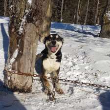 Chocpaw Kennel | 201-299 Peacock Rd, Sundridge, ON P0A 1Z0, Canada