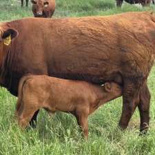 Breault Ranching Ltd. | Box 959, Sainte Rose du Lac, MB R0L 1S0, Canada