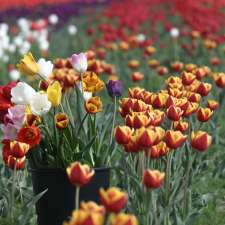 Tulipes.ca | 1201 Chem. du Général Vanier, Boucherville, QC J4B 5E4, Canada