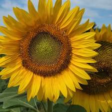 Gill Sunflower Farm | Healey Road and, Centreville Creek Rd, Caledon, ON L7C 0W9, Canada