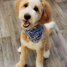 Wizard of Paws | 7 James St, Georgetown, ON L7G 2H2, Canada