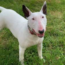 fancy pants dog grooming