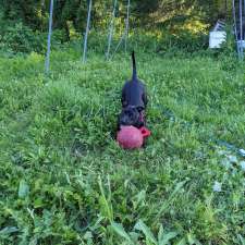Académie Canine Allycia Leclerc | 212-A QC-138 suite 100, Saint-Augustin-de-Desmaures, QC G3A 0G1, Canada