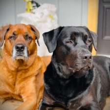Tumblewood Canine | 13480 Guelph Line, Campbellville, ON L0P 1B0, Canada