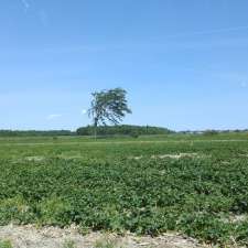 Fraisiere L & L Bessette | 1295 Rue Jacques Cartier S, Saint-Jean-sur-Richelieu, QC J3B 6Y8, Canada