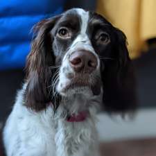 Épagneul français chiots élevage Perdrioles | 24 chemin des montagnais, Sutton, QC J0E 2K0, Canada