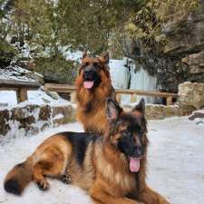 Eugene Dog Boarding and Training | 56A Mill St E, Acton, ON L7J 1H3, Canada