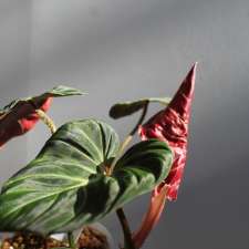 Flora Urbana | 6622 3 Line, Fergus, ON N1M 2W4, Canada