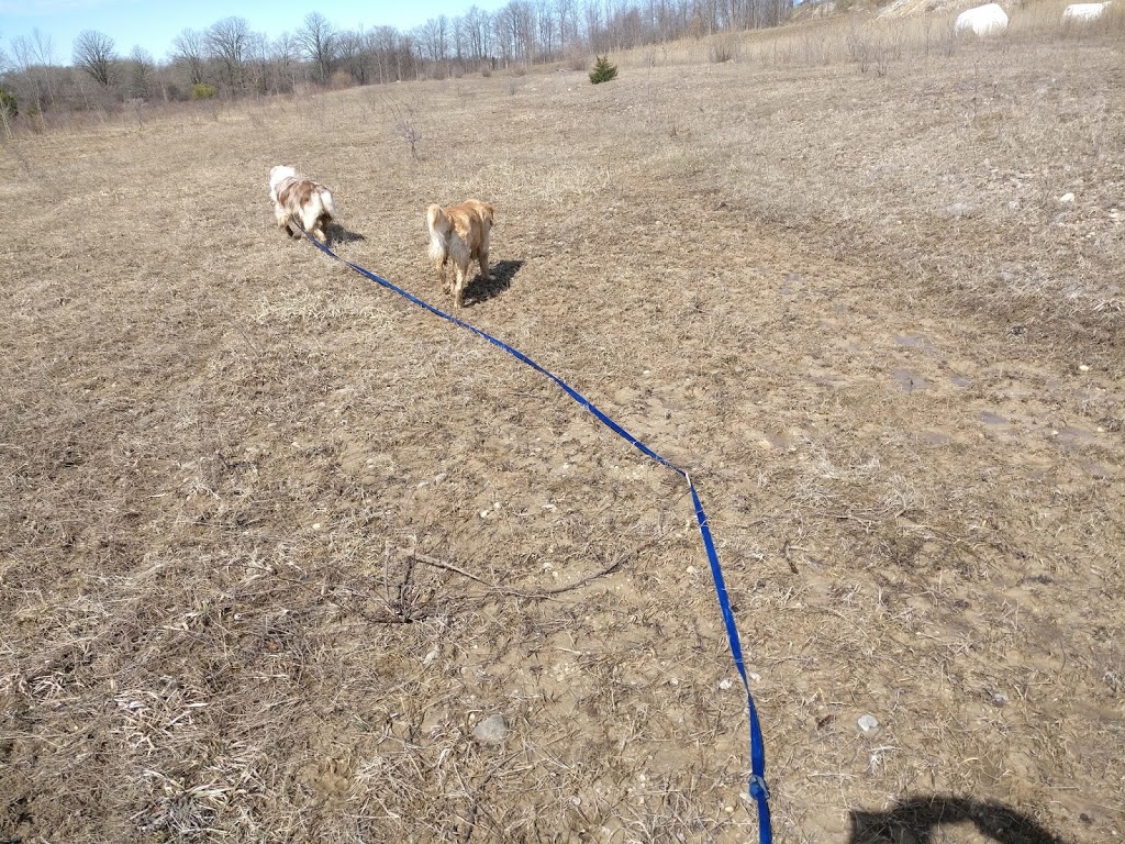 Dogs in the Park | 582 Massey Rd, Guelph, ON N1K 1B4, Canada | Phone: (519) 826-5315