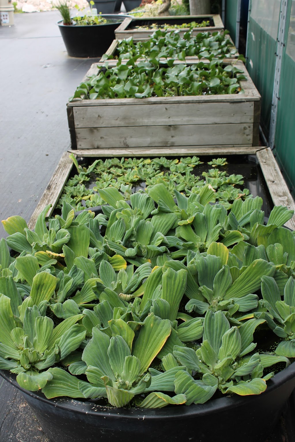 Coles Pond Store | 134 Main St E, Grimsby, ON L3M 1P1, Canada | Phone: (905) 945-8060