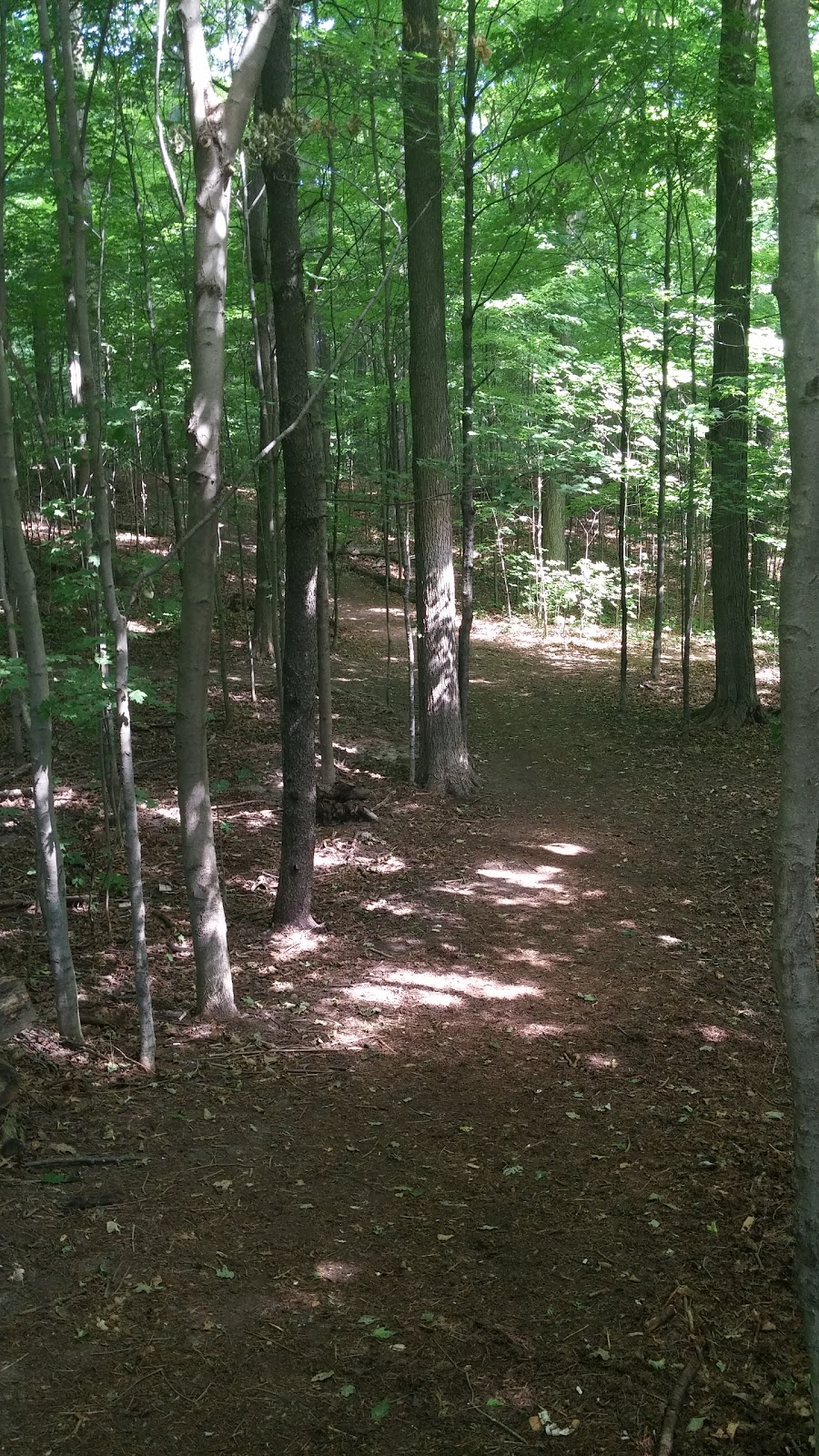 Case Woodlot | Aurora, ON L4G 5W2, Canada