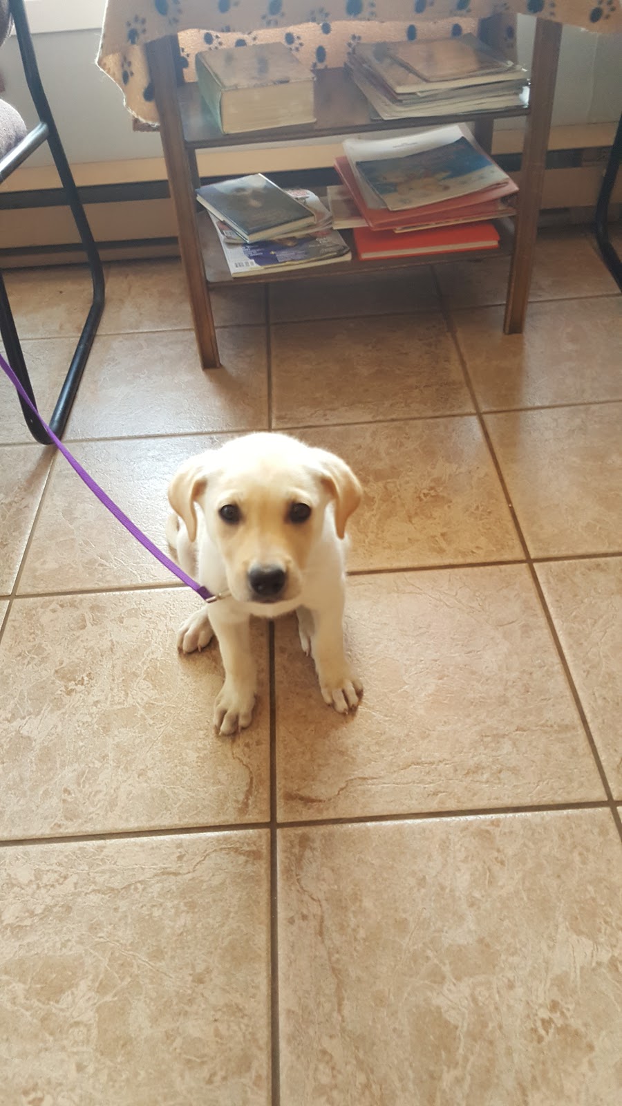 Mohns Avenue Veterinary Services | 58 Mohns Ave, Petawawa, ON K8H 2G9, Canada | Phone: (613) 687-6901