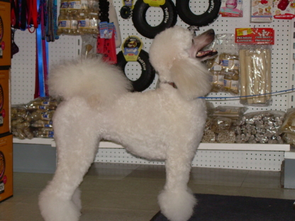 Animalerie Festin Animal | 10516 Bd Sainte-Anne, Sainte-Anne-de-Beaupré, QC G0A 3C0, Canada | Phone: (418) 827-4795