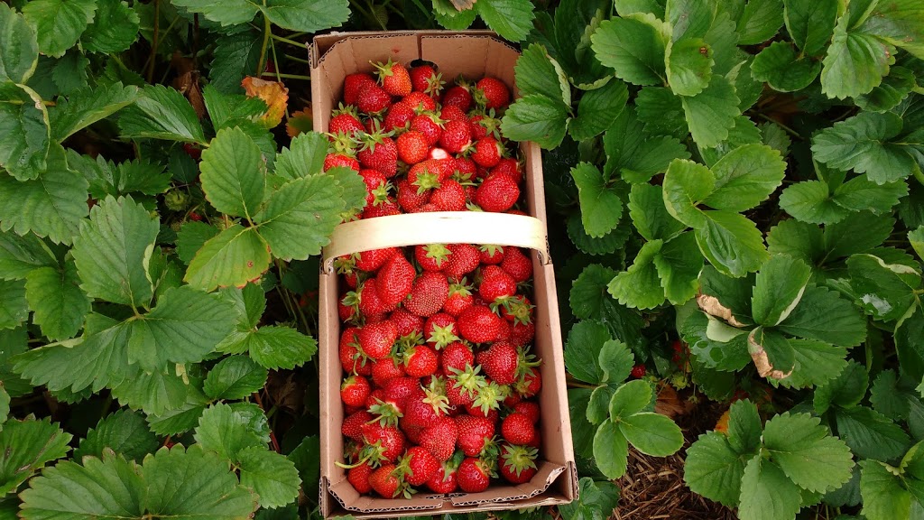 MiMi Ferme | Rte 235 Coin, Rue Choquette, Notre-Dame-de-Stanbridge, QC J0J 1M0, Canada | Phone: (450) 802-1640