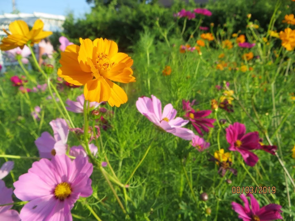Maple Haven Farm | 54710 Heritage Line, Straffordville, ON N0J 1Y0, Canada | Phone: (519) 877-9066