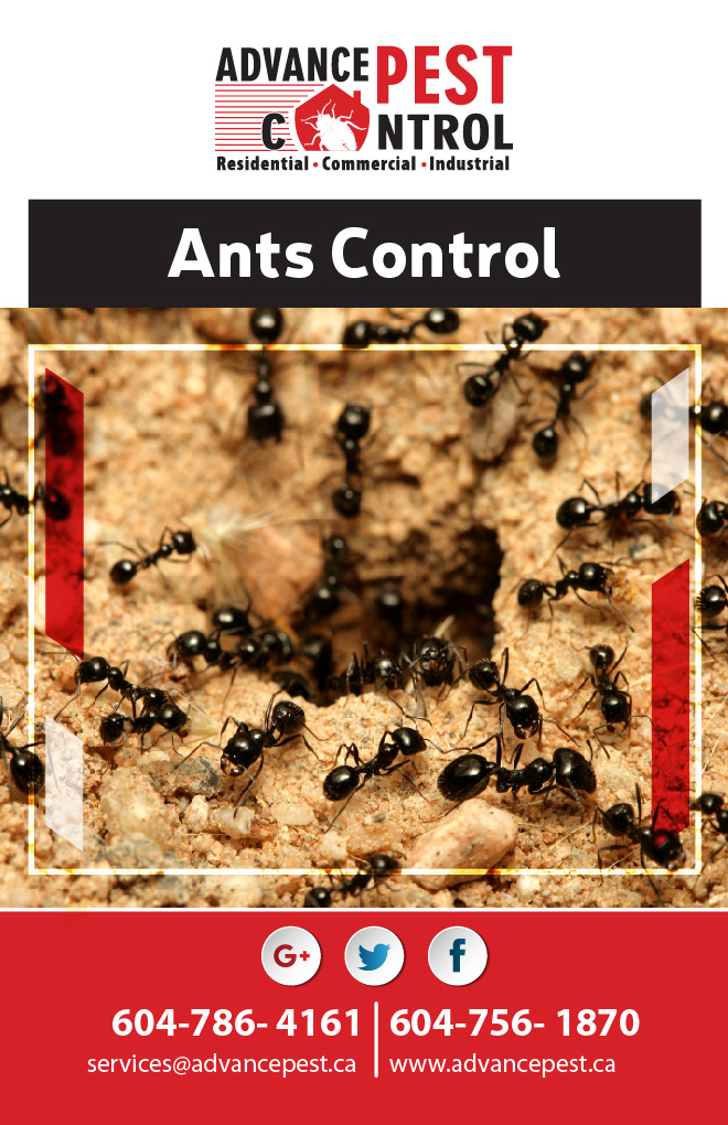 Advance Pest Control Surrey/Langley | 15299 68 Ave #203, Surrey, BC V3S 2C1, Canada | Phone: (604) 786-4161