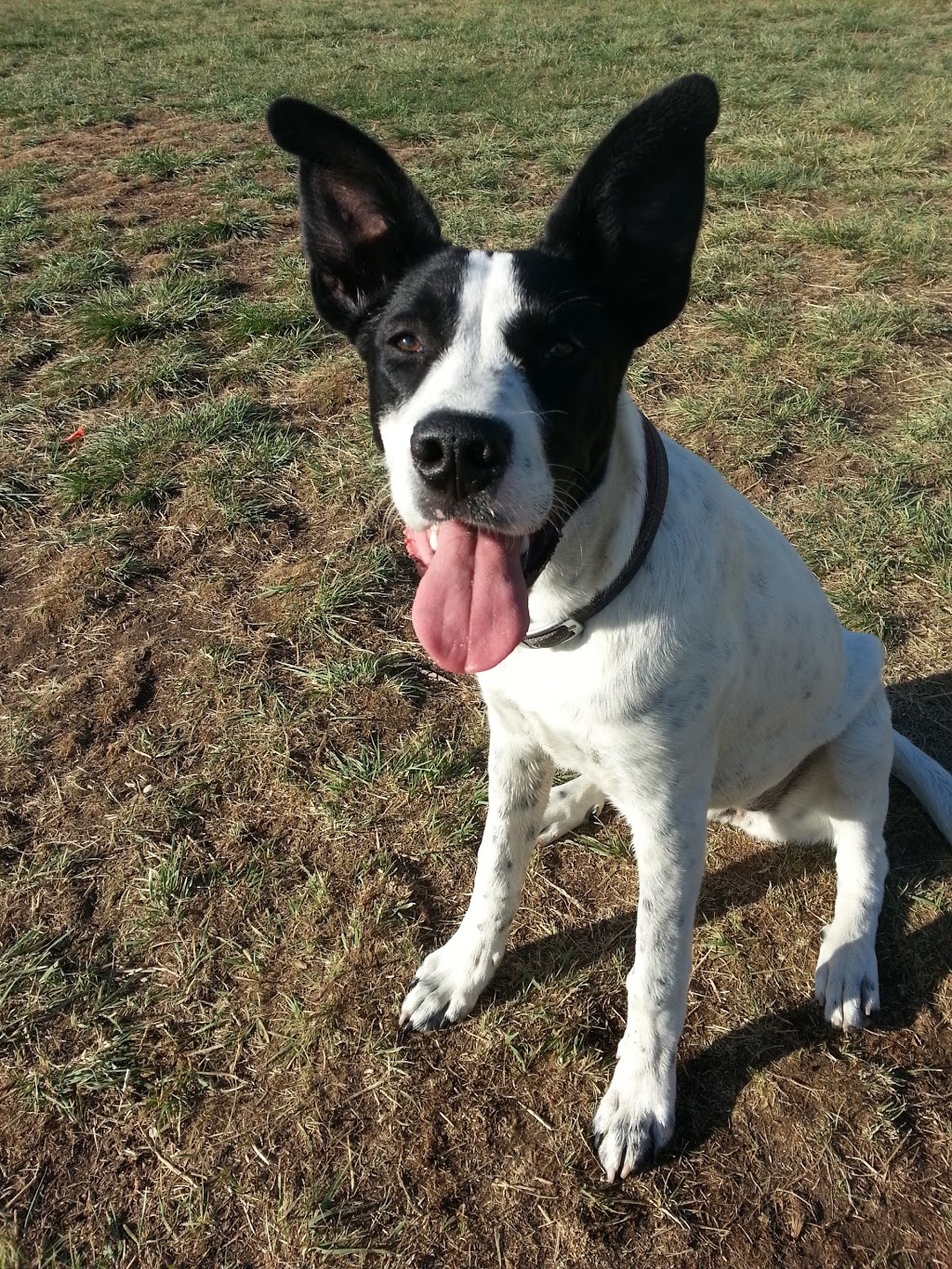Pierre Radisson Dog Park | 1308 Faulkner Crescent, Saskatoon, SK S7L 3R4, Canada