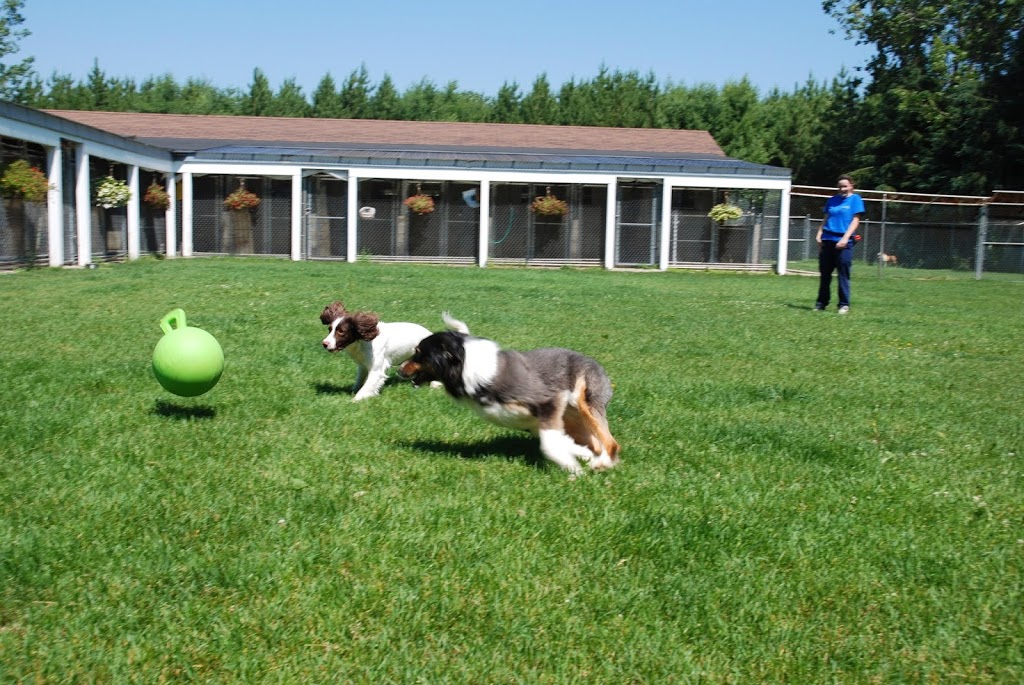 The Royal Pets Hotel and Spa | 2072 3 Line N, Shanty Bay, ON L0L 2L0, Canada | Phone: (705) 726-5034