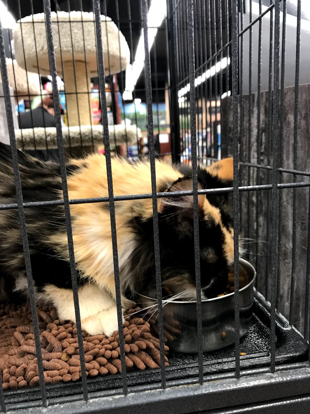 Pet Valu | 430 Ottawa St, Almonte, ON K0A 1A0, Canada | Phone: (613) 256-0291