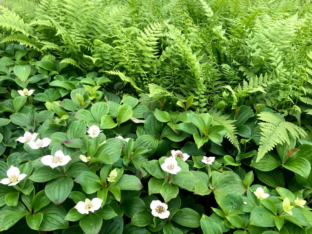 Ground Covers Unlimited | 1045 Porter Rd, Bethany, ON L0A 1A0, Canada | Phone: (705) 277-3005