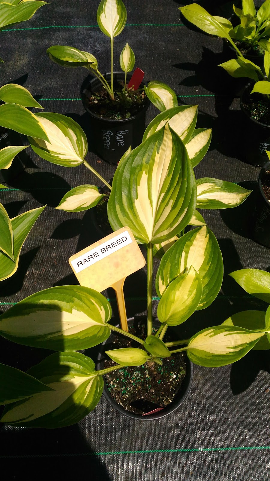 Hosta Choice Gardens | 4897 Irish Dr, Appin, ON N0L 1A0, Canada | Phone: (519) 289-5471
