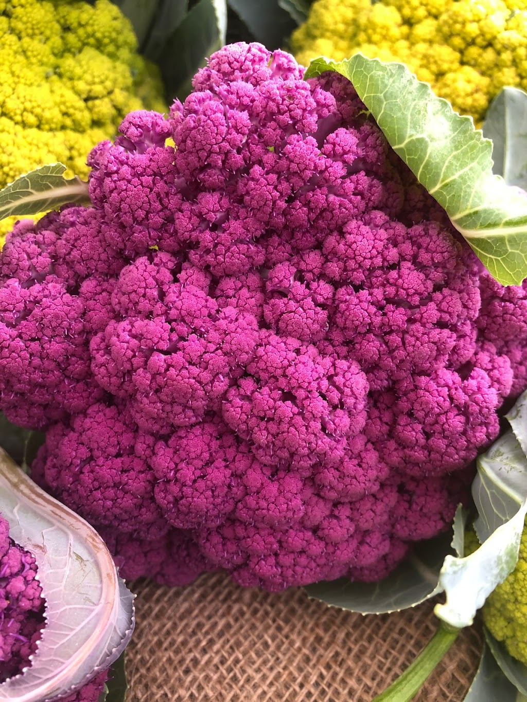 Root Renaissance Farm | 1700 Grafton Ave, Errington, BC V0R 1V0, Canada | Phone: (604) 825-8500