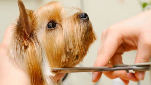 Centre Canin de LOuest | 1226 Chemin Ste Angélique, Saint-Lazare, QC J7T 4A3, Canada | Phone: (450) 455-2209