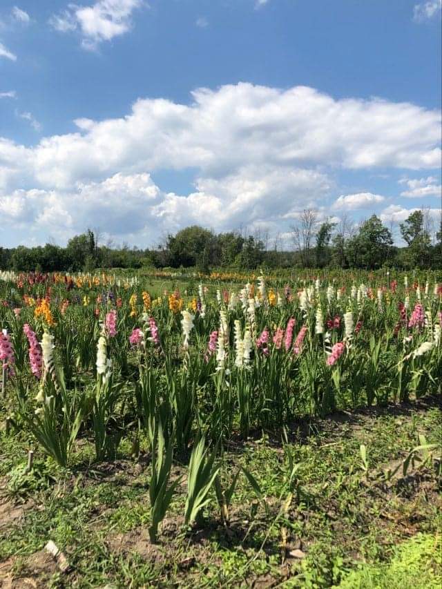 Jardin des glaïeuls | 1340 Chemin de la Bataille N, La Prairie, QC J5R 0K8, Canada | Phone: (514) 706-1431