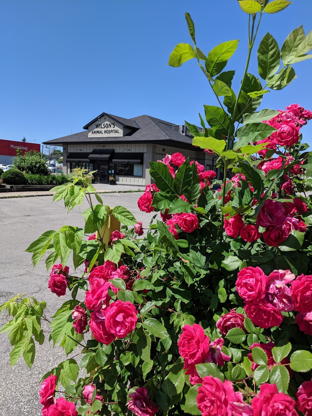 Wilsons Animal Hospital | 105 Hartzel Rd, St. Catharines, ON L2P 1N2, Canada | Phone: (905) 682-7857