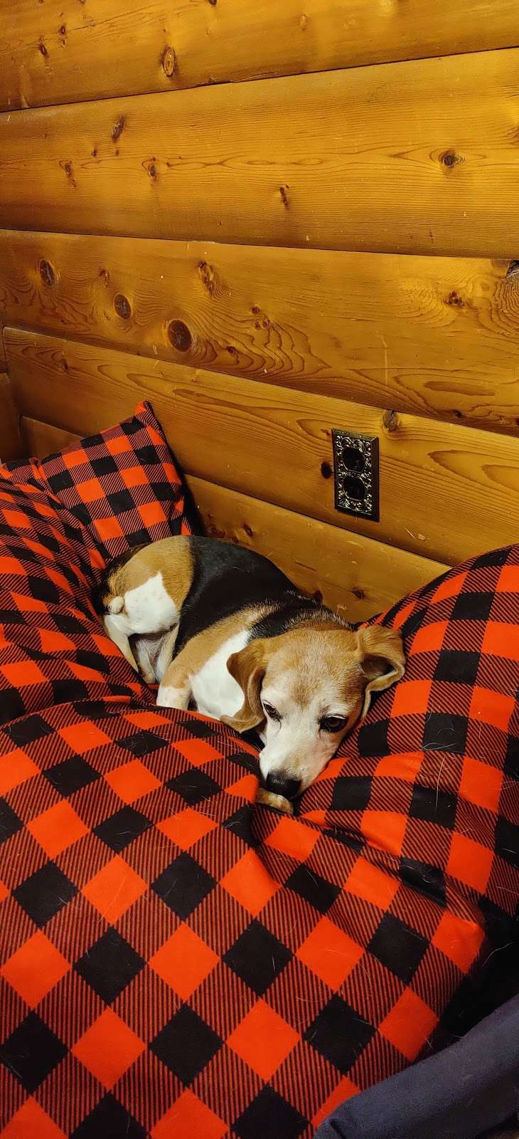 Beagle Farm | Range Rd 255, Clive, AB T0C 0Y0, Canada | Phone: (403) 396-8892