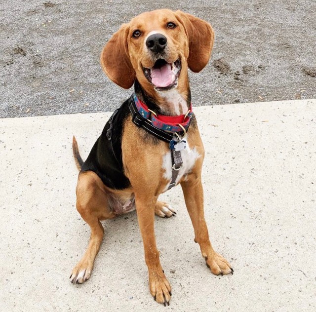 RedLeash Pet Services Inc. | 3625 Rue Jean-Gascon, Saint-Laurent, QC H4R 0K6, Canada | Phone: (514) 996-8034