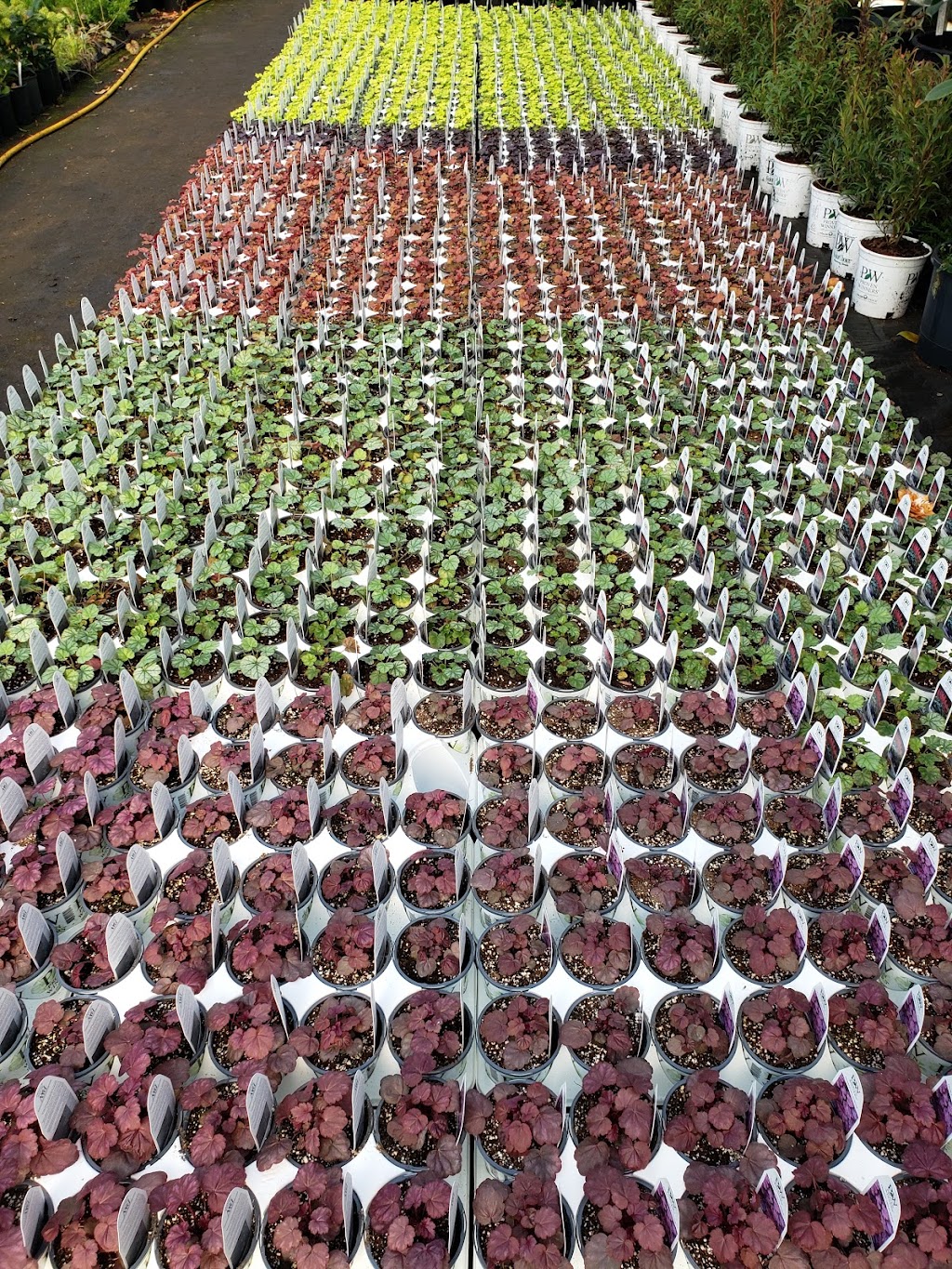 Aarts Nursery Ltd | 7200 216 St, Langley, BC V2Y 2S3, Canada | Phone: (604) 888-3555