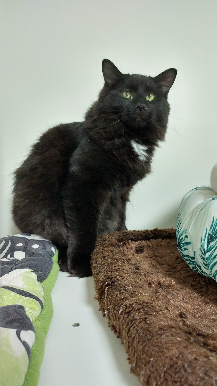 S.O.S. Minou et Pitou | 69 Chemin Saint-François-Xavier, Candiac, QC J5R 4V4, Canada | Phone: (450) 632-0011