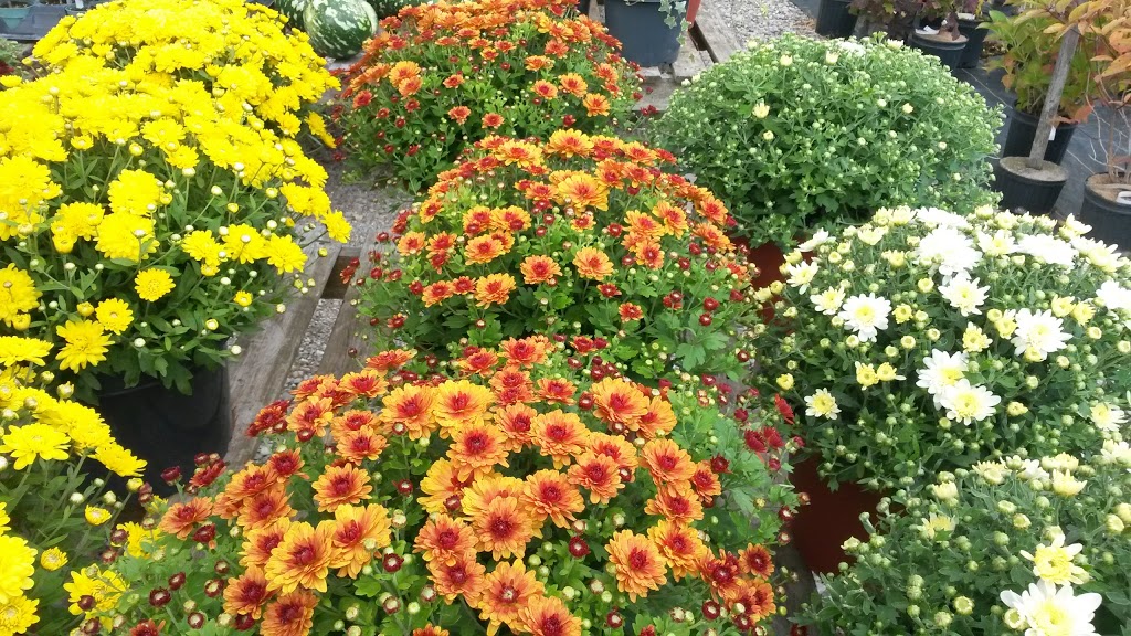 Aylmer Garden Centre | 8467 Imperial Rd, Aylmer, ON N5H 2R2, Canada | Phone: (519) 773-8969
