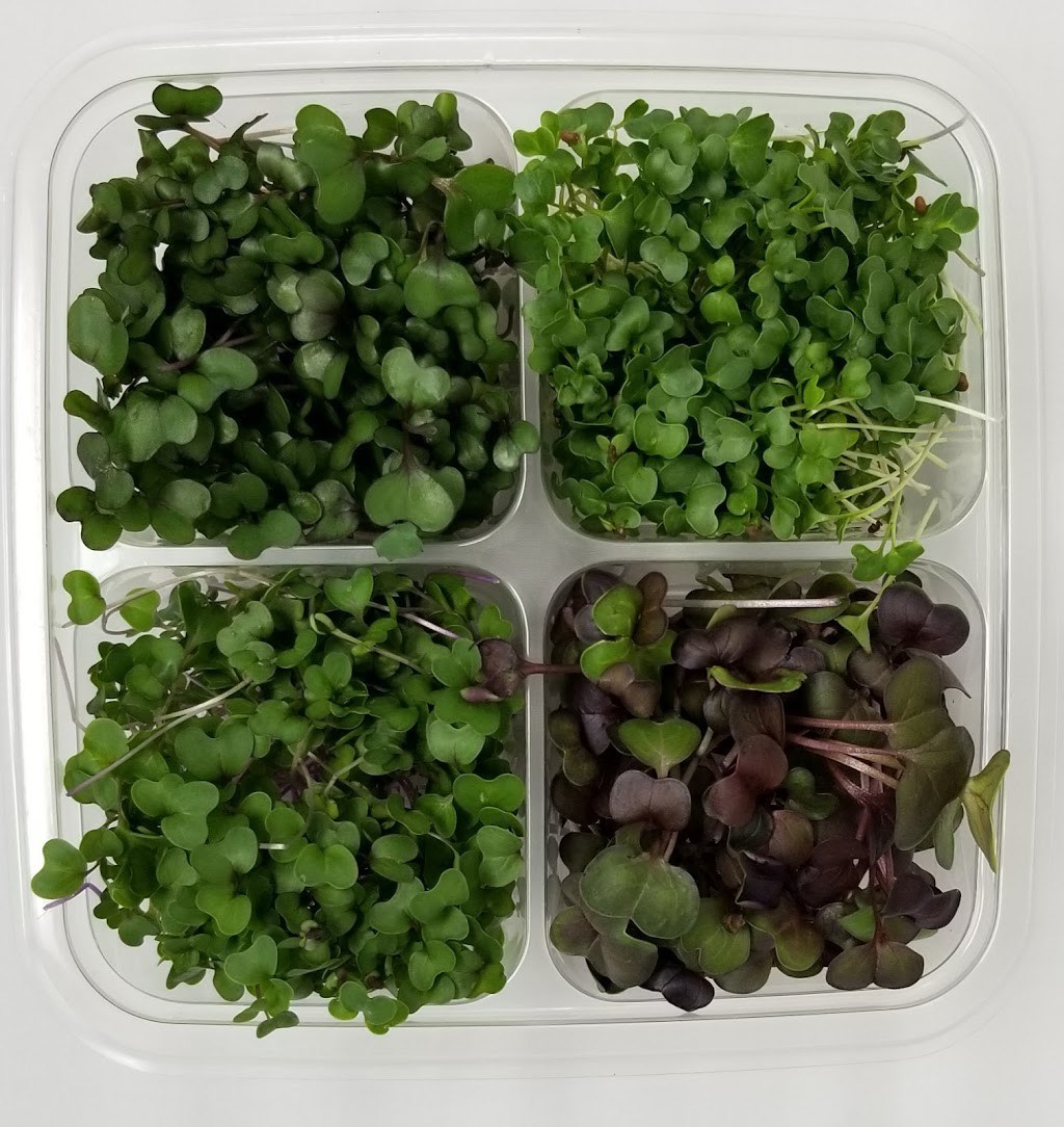 Perks Microgreens | 5872 Sycamore St, Duncan, BC V9L 3E4, Canada | Phone: (250) 216-2877