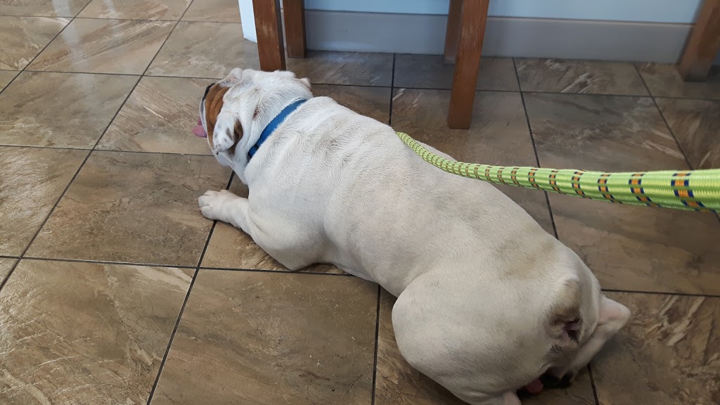Trenant Park Pet Clinic | 5080 Linden Dr, Delta, BC V4K 3A5, Canada | Phone: (604) 940-0899