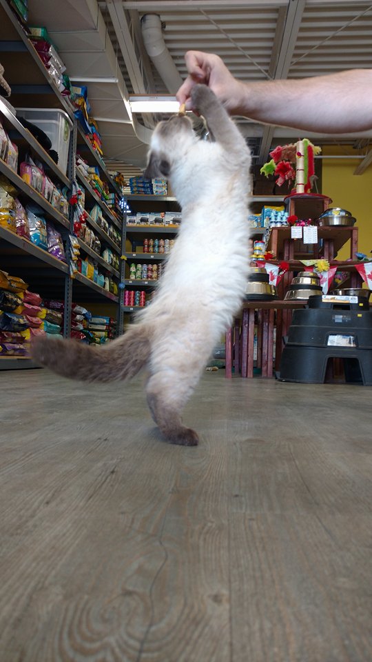 Thors Healthy Pet Foods | 3-, 3840 Dominion Rd, Ridgeway, ON L0S 1N0, Canada | Phone: (289) 876-8258