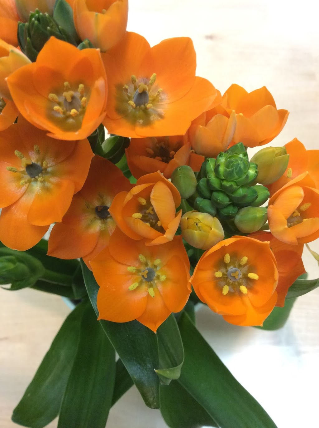 Fleuriste H W Mc Kenna | 3440 Chem. des Quatre-Bourgeois, Québec, QC G1W 4T3, Canada | Phone: (418) 653-6847