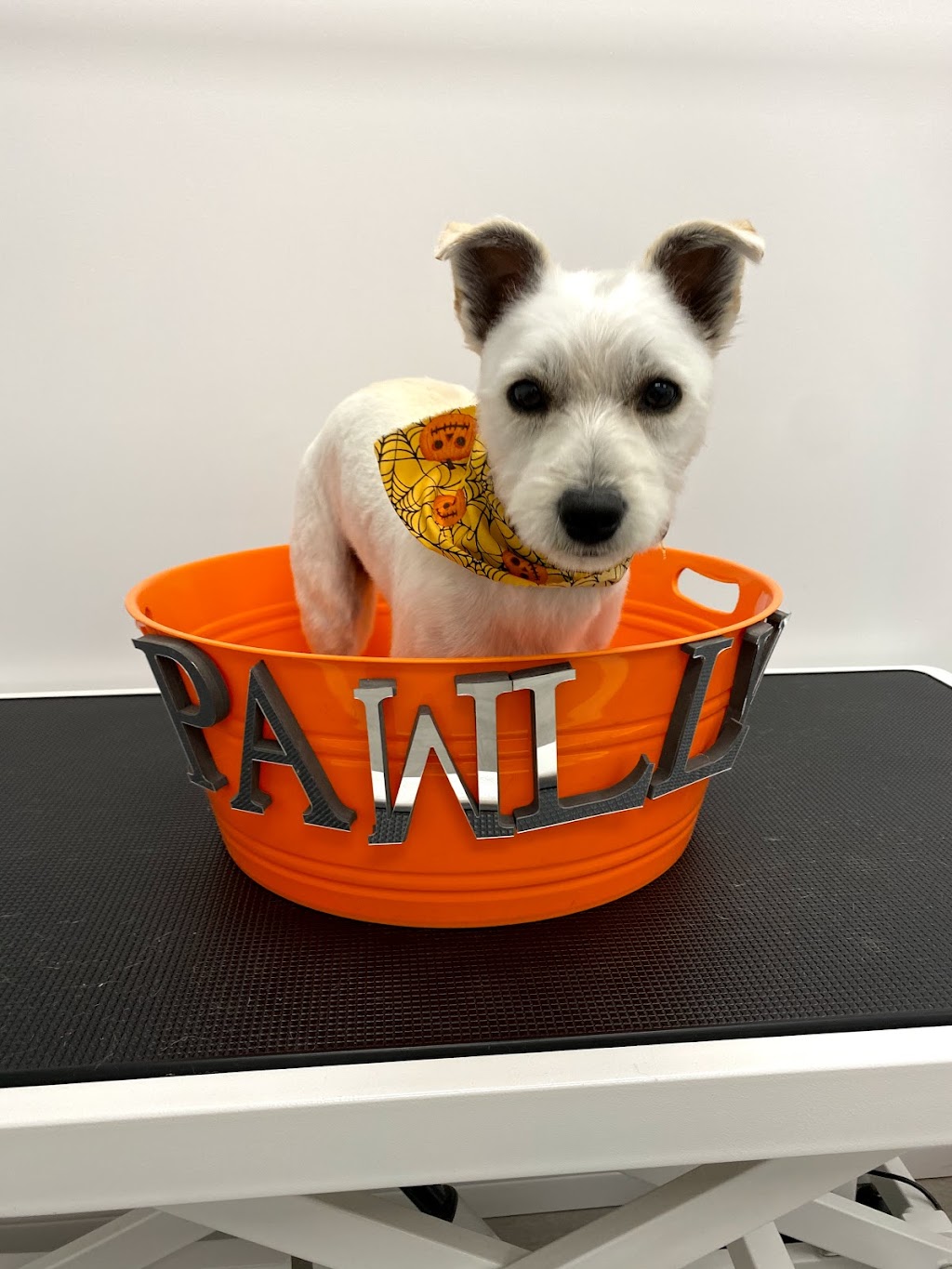 Pawllywood Pet Grooming | 1 Raymerville Dr #3a, Markham, ON L3P 5J5, Canada | Phone: (905) 209-0680