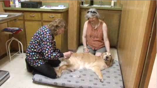 Hamburg Veterinary Clinic | 3646 Pleasant Ave #4602, Hamburg, NY 14075, USA | Phone: (716) 649-2457