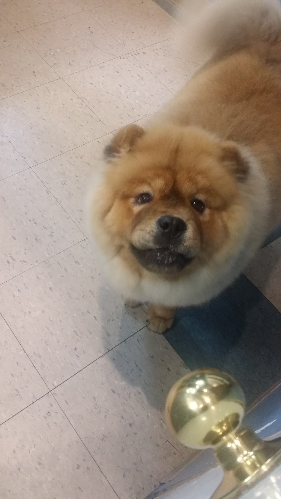Chapel Hill Grooming inc | 1600 Forest Valley Dr #4, Orléans, ON K1C 6X7, Canada | Phone: (613) 841-5240