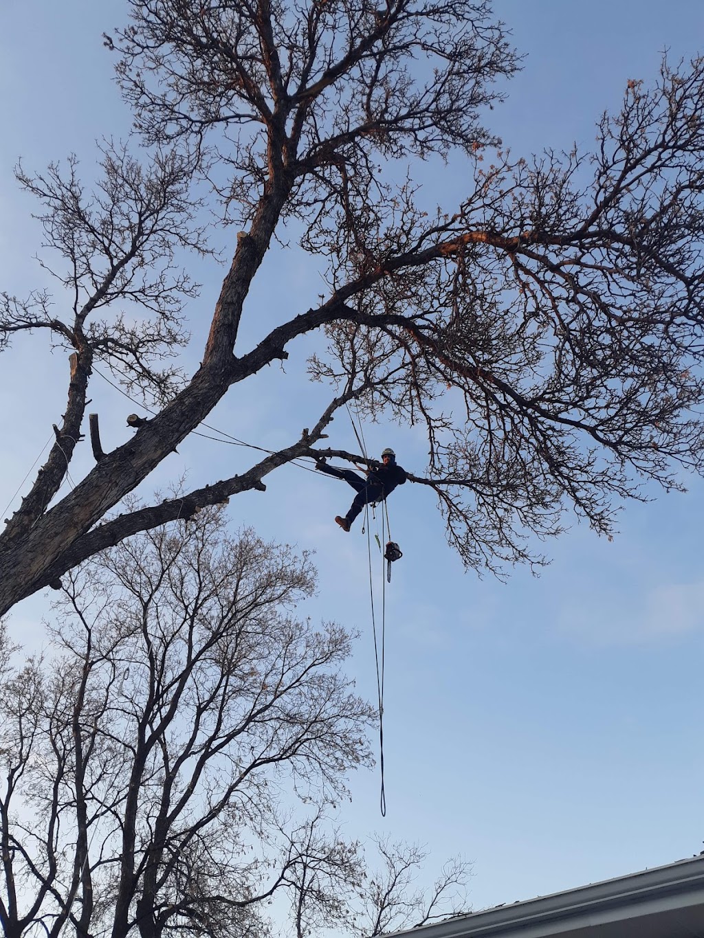 Horizon Tree Service | 1727 Loudoun Rd, Winnipeg, MB R3S 1A3, Canada | Phone: (204) 999-1706