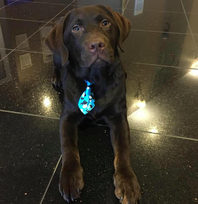 Furfection Dog Spaw ltd | 123, 6820 188 Street, Surrey, BC V4N 3G6, Canada | Phone: (778) 574-7297