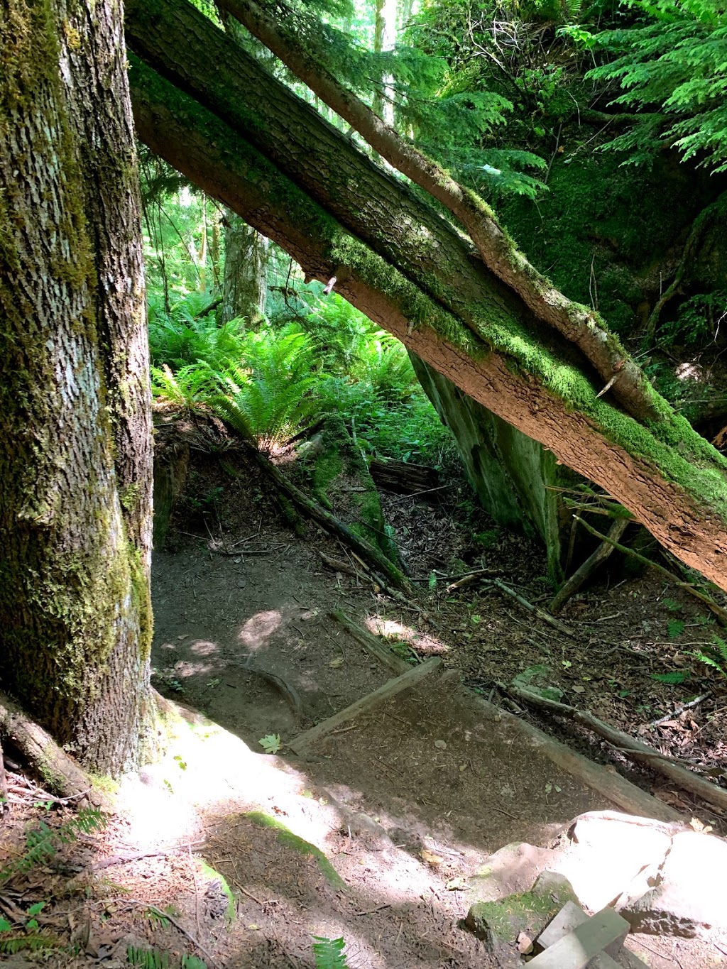 Cyrus Gates Overlook at Larrabee State Park | 224 Cleator Rd, Bellingham, WA 98229, USA | Phone: (360) 676-2093