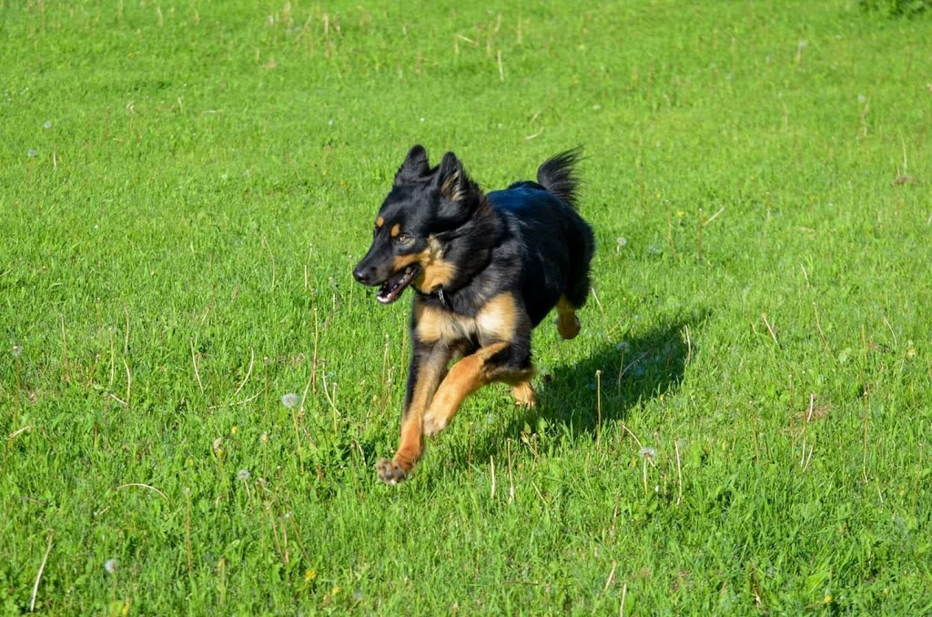 Paw Butler | Range Rd 284, Alberta T1X, Canada, Canada | Phone: (403) 437-8425